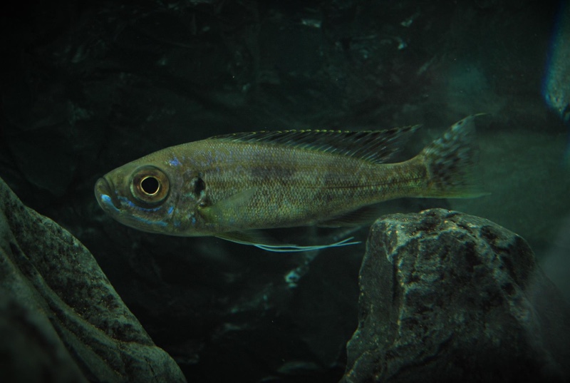 Haplotaxodon trifasciatus 'Burundi'